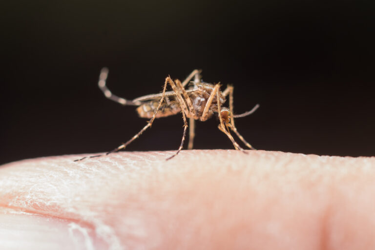 Prefeitura de Nova Serrana inicia combate ao mosquito da dengue com carro fumacê